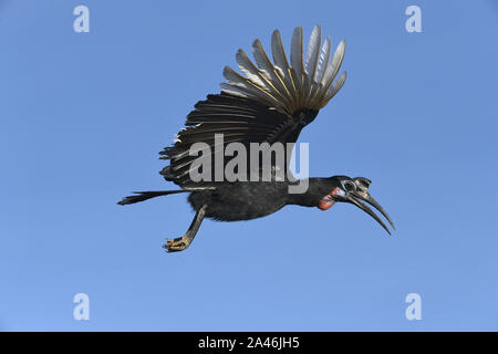 Abessinier Boden - nashornvogel - Bucorvus abyssinicus Stockfoto