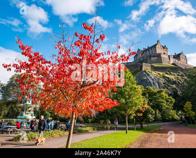 Princes Street Garden, Edinburgh, Schottland, Großbritannien, 12. Oktober 2019. UK Wetter: Die Menschen in Edinburgh genießen einen schönen warmen, sonnigen Herbsttag in der Hauptstadt. Ein farbenprächtiger orangefarbener Herbstbaum mit Edinburgh Castle-Felsen, während ein Mann mit einem Hund unterwegs ist Stockfoto