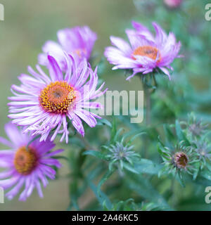 New England Astern im Herbst Stockfoto