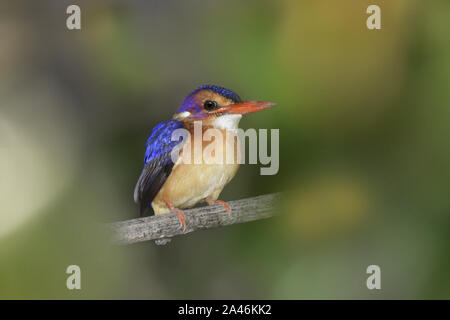 Afrikanische Pygmäen - eisvogel - Ispidina picta Stockfoto