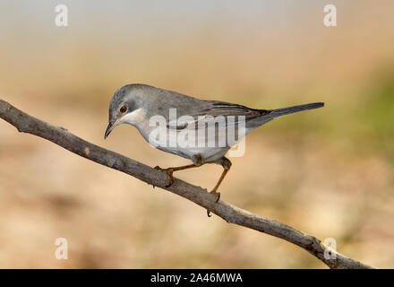 Ruppell's Warbler - Sylvia rueppelli Weiblich Stockfoto