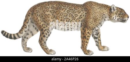 Felis onca - 1818-1842 - Drucken - Iconographia Zoologica - (weißer Hintergrund). Stockfoto