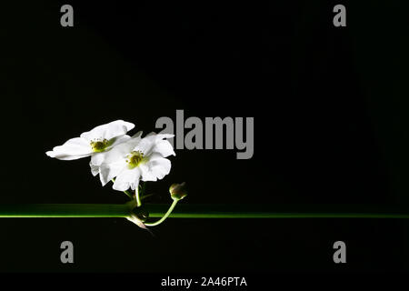 Echinodorus cordifolius schöne weiße Wasserblume isolieren in schwarzem Hintergrund Stockfoto