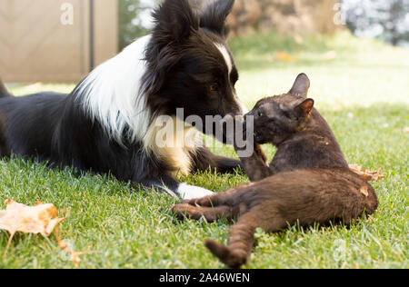 Eine kleine und zarte Kätzchen Fänge und küsst einen wunderschönen Border Collie Welpen auf seinem Gesicht Stockfoto