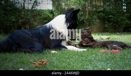 Eine süße Border Collie Welpen spielt mit einem zarten Katze glücklich Stockfoto