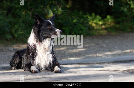 Ein Border Collie Welpen erwärmt sich in der Sonne auf einer hölzernen Steg am See Stockfoto