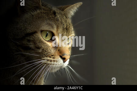 Adorable cat Profil mit Blick auf die Kamera Stockfoto