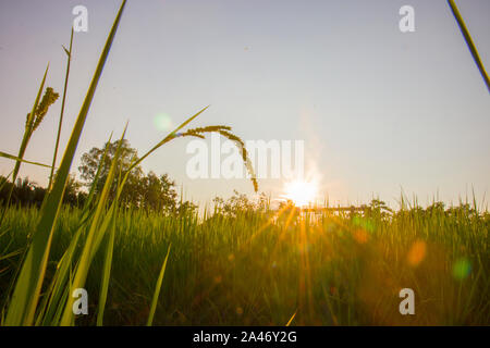 In der Nähe der gelb grün Reisfeld. Reis eingereicht bei Sonnenuntergang. Reis eingereicht Boden zurück. Hochauflösende Bilder Galerie. Stockfoto