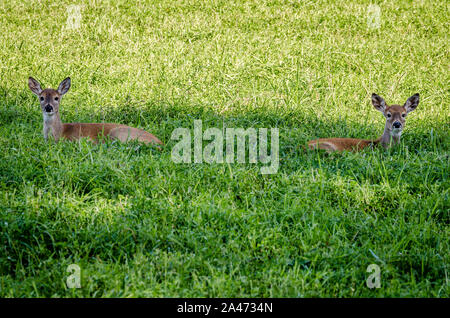 Whitetail Kitze In der Colville National Forest. Stockfoto