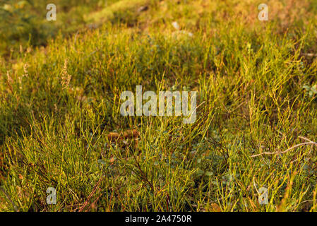 Heidelbeeren im Herbst ohne Beeren auf ihnen, Abendsonne beleuchtet. Waldboden. Stockfoto