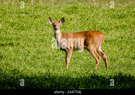 Whitetail Doe In der Colville National Forest Stockfoto