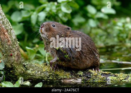 European Water vole oder Northern Water vole, Arvicola amphibius Stockfoto