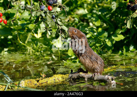 European Water vole oder Northern Water vole, Arvicola amphibius Stockfoto