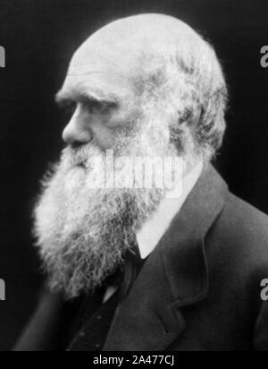 Vintage Portraitfoto von englischen Naturforscher, Geologe und Biologe Charles Darwin (1809 - 1882), dessen berühmte Werke auf evolutionäre Theorie" Über die Entstehung der Arten" 1859 und "Die Abstammung des Menschen" im Jahre 1871. Foto um 1870 von Julia Margaret Cameron. Stockfoto