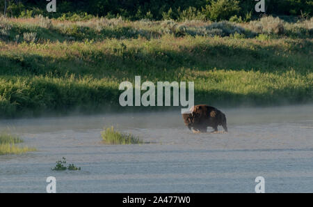 Bison watet über Little Missouri River im Frühsommer morgen Stockfoto