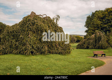 Eine leere Bank in einem Park im Herbst mit einem riesigen verbogen Baum mit grünen Blättern und grünes Gras an einem bewölkten Tag Stockfoto