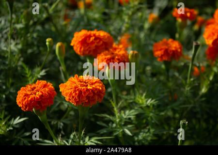 Nahaufnahme von Orange ringelblume Blumen in natürlichen Hintergrund Stockfoto