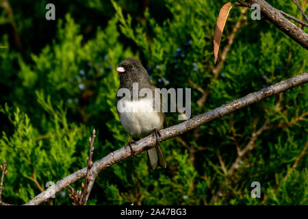 Dark-eyed Junco - Junco hyemalis - auf Zweig mit immergrünen Hintergrund thront Stockfoto