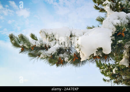 Kiefer Zweig mit Schnee gegen den blauen Himmel bedeckt Stockfoto