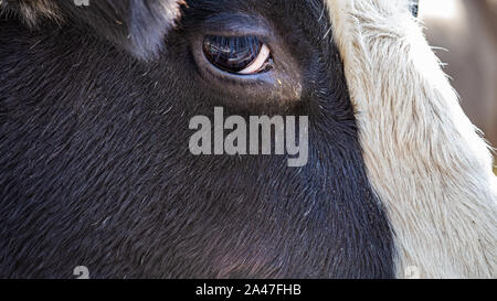 Die Seite des Kopfes ist ein Holstein Stier aus der Nähe gesehen, zeigt die Struktur der Haare auf seinem Gesicht und die Form seines Auges deutlich zu sehen. Stockfoto