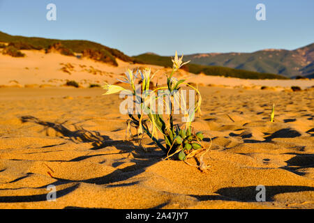 Pancratium maritimum, Sand lily Wachstum in Dune di Piscinas, sardische Wüste, Cagliari, Italien Stockfoto