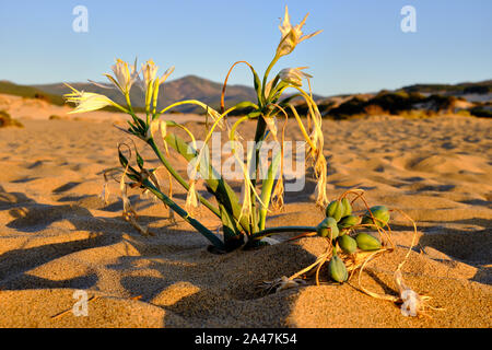 Pancratium maritimum, Sand lily Wachstum in Dune di Piscinas, sardische Wüste, Cagliari, Italien Stockfoto