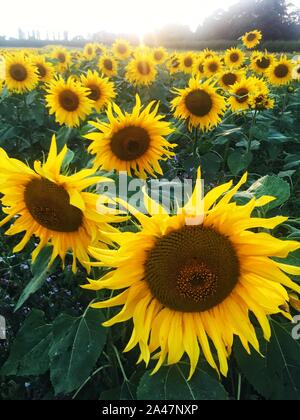 Eine Nahaufnahme von einem Feld voller gelber Sonnenblumen mit großen Köpfen bei Sonnenuntergang in einer schönen Landschaft Bild Stockfoto