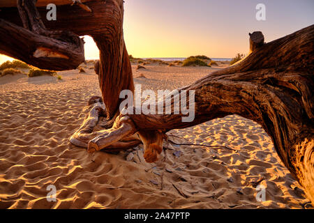 Juniperus durch den Wind in Dune di Piscinas, sardische Wüste, Arbus, Italien geformt Stockfoto