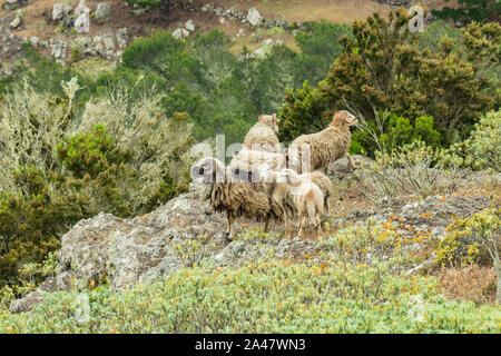 Eine kleine Herde von Schafen befindet sich an einem steilen Berghang von grüner Vegetation umgeben. Schuss mit einem teleobjektiv von einem Kranken zu erreichen. La Gomera Stockfoto