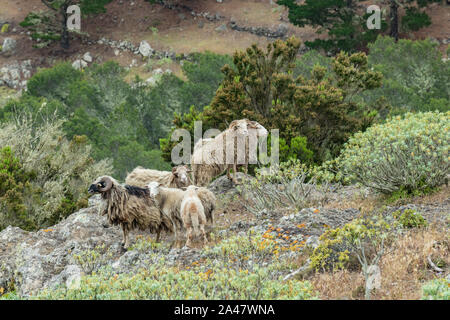 Eine kleine Herde von Schafen befindet sich an einem steilen Berghang von grüner Vegetation umgeben. Schuss mit einem teleobjektiv von einem Kranken zu erreichen. La Gomera Stockfoto