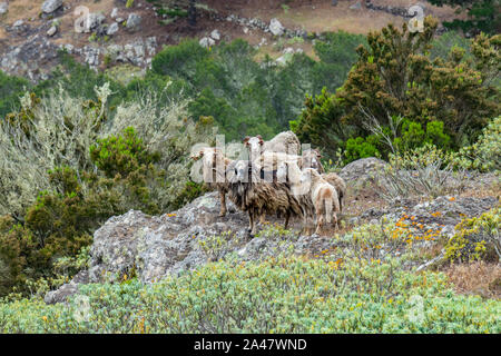 Eine kleine Herde von Schafen befindet sich an einem steilen Berghang von grüner Vegetation umgeben. Schuss mit einem teleobjektiv von einem Kranken zu erreichen. La Gomera Stockfoto