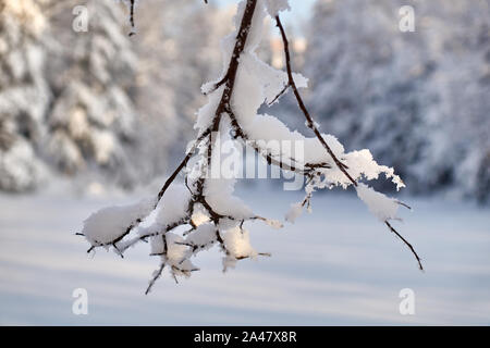 Baum mit Schnee An einem eisigen Wintertag Stockfoto