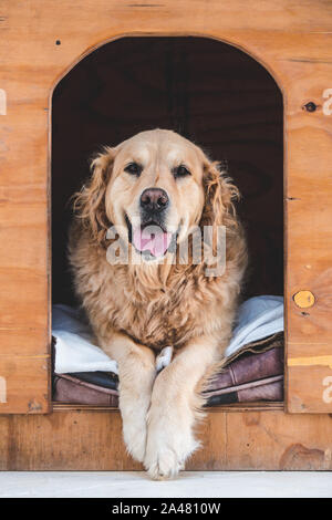 Gerne männliche Golden Retriever im Haus Stockfoto