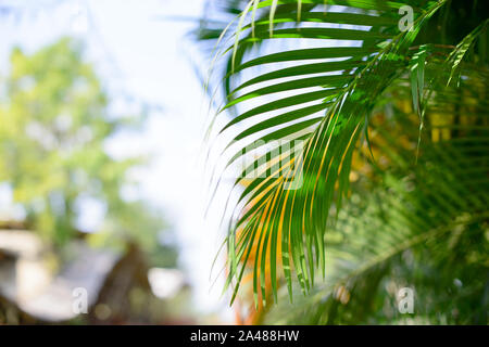 Von tropischen Palmen Blätter, verschwommenen Hintergrund. Sonnenlicht auf Palmblättern, an den Sommer. Stockfoto