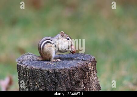 Ein wenig Eastern chipmunk findet Eicheln auf einem Baumstumpf im Herbst Stockfoto