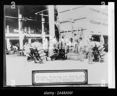 Abfüll-, Wäge- und nähen Säcke von Rohzucker im Plantation Mühle, Hawaii Inseln Stockfoto