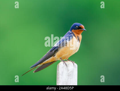 Amerikanische Rauchschwalbe - Hirundo rustica - auf einem Pfosten thront. Detaillierte Farben Stockfoto