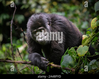 Wild Mountain Gorillas im Bwindi Impenetrable Forest von Uganda. Stockfoto