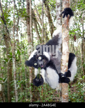 Wild (Indri Indri Indri Lemuren), Parc Mitsinjo, Andasibe, Madagaskar Stockfoto