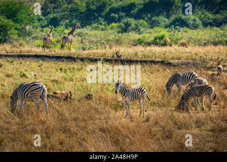 Die vielfältige Tierwelt von Imfolozi Naturreservat in Südafrika. Stockfoto