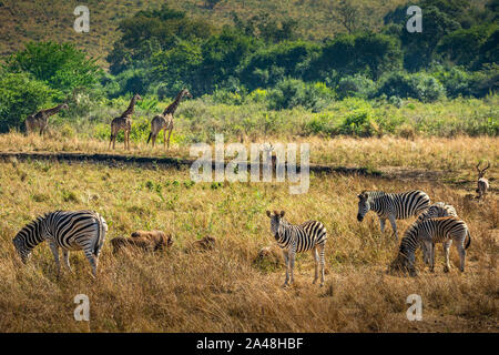 Die vielfältige Tierwelt von Imfolozi Naturreservat in Südafrika. Stockfoto