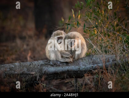 Grüne Meerkatzen in Südafrika. Stockfoto