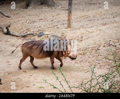 Eine große Warzenschwein entlang schlendert lässig zurück mit Blick auf den Betrachter. Stockfoto