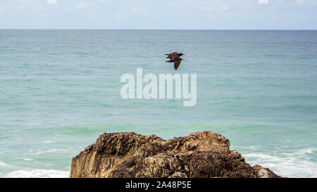 Zwei Sooty Austernfischer fliegen über dem Ozean über einigen Felsen mit dem Horizont in der Ferne an einem blauen Himmel Tag. Orangefarbene Schnäbel stehen hervor Stockfoto