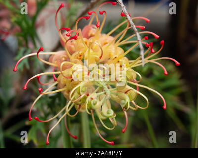 Flower Macro, Eine gelbe Blüte mit roten Spitzen, die in Australien beheimatet ist, Grevillea oder Spider in einem subtropischen Küstengarten Australiens Stockfoto