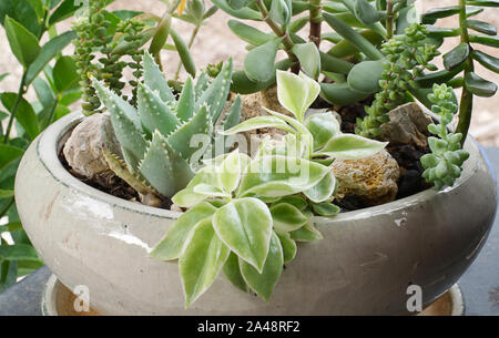 Anordnung der Sukkulenten in einer Schüssel auf der Terrasse mit kurzen-leaved Aloe. Stockfoto