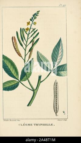 Flore pittoresque et médicale de Antillen (PL. 44) Stockfoto