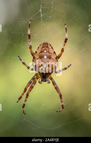 Europäische Gartenkreuzspinne (Araneus Diadematus) Stockfoto