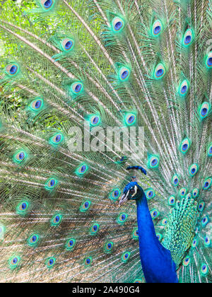 Männliche Pfau oder Pfau mit seinem herrlichen offenen Schwanzfedern auf Anzeige für Attraktion während der umwerbung Ritual Stockfoto