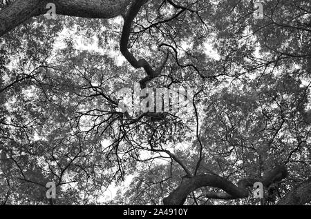 Low Angle View von Ästen. Schwarz und Weiß. Dunklen Ton. Stockfoto